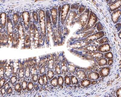 Immunohistochemistry-Paraffin: Apolipoprotein A-II/ApoA2 Antibody (JB70-35) [NBP2-75410] - Analysis of paraffin-embedded mouse large intestine tissue with Rabbit anti-Apolipoprotein A II antibody washed with ddH2O and PBS, and then probed with the primary antibody at 1/400 dilution for 1 hour at room temperature. The detection was performed using an HRP conjugated compact polymer system. DAB was used as the chromogen. Tissues were counterstained with hematoxylin and mounted with DPX.