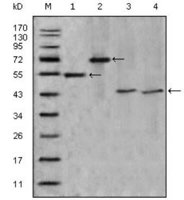 Western Blot: Apolipoprotein A-IV/ApoA4 Antibody (2D1C9) [NBP1-28897] - Analysis using APOA4 mouse mAb against truncated APOA4-His recombinant protein (1),truncated APOA4(aa21-396)-hIgGFc transfected CHO-K1 cell lysate(2),human serum (3) and human plasma (4).