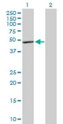 Western Blot: Apolipoprotein A-IV/ApoA4 Antibody [H00000337-D01P] - Analysis of APOA4 expression in transfected 293T cell line by APOA4 polyclonal antibody.Lane 1: APOA4 transfected lysate(45.40 KDa).Lane 2: Non-transfected lysate.