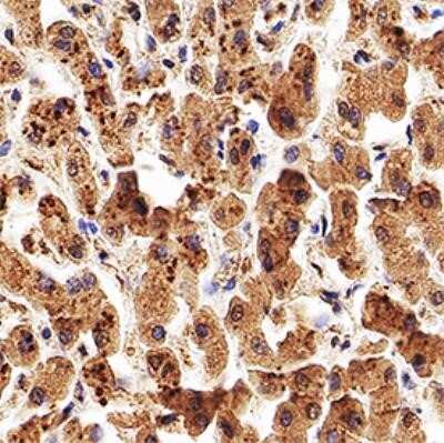 Immunohistochemistry-Paraffin: Apolipoprotein A5 Antibody (1G5G9) - Azide and BSA Free [NBP2-80580] - IHC analysis of a formalin fixed paraffin-embedded (FFPE) human liver using 5 ug/ml conc. of Apolipoprotein A5 antibody on a Bond Rx autostainer (Leica Biosystems). The assay involved 20 minutes of heat induced antigen retrieval (HIER) using 10mM sodium c
