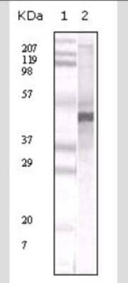 Western Blot: Apolipoprotein A5 Antibody (1G5G9) - Azide and BSA Free [NBP2-80580] - Analysis in human serum total protein (lane 2). Lane 1 is a MW standard. Image from the standard format of this antibody.