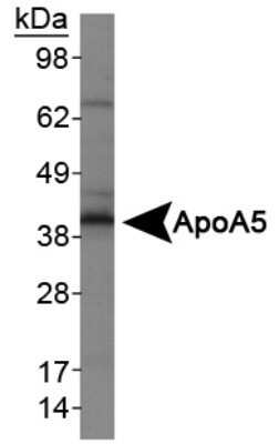Western Blot: Apolipoprotein A5 Antibody (1G5G9) - Azide and BSA Free [NBP2-80580] - Analysis of ApoA5 in HepG2 lysates Image from the standard format of this antibody.
