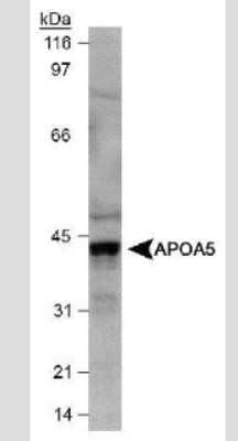 Western Blot: Apolipoprotein A5 Antibody (1G5G9) - Azide and BSA Free [NBP2-80580] - Detection of Apo A5 in HepG2 cell lysate. Image from the standard format of this antibody.