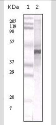 Western Blot: Apolipoprotein A5 Antibody (1G5G9) [NB110-55454] - Analysis in human serum total protein (lane 2).  Lane 1 is a MW standard.