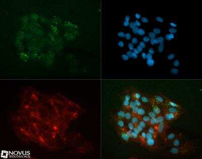 Immunocytochemistry/Immunofluorescence: Apolipoprotein A5 Antibody (4H8H8E2) [NB110-57307] - Apolipoprotein A5 antibody (1:250) was tested in HepG2 cells with Dylight 488 (green). Nuclei and alpha-tubulin were counterstained with DAPI (blue) and Dylight 550 (red).