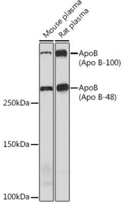 Western Blot: Apolipoprotein B/ApoB Antibody (2T5X0) [NBP3-16350] - Western blot analysis of extracts of various cell lines, using Apolipoprotein B/ApoB Rabbit mAb (NBP3-16350) at 1:1000 dilution. Secondary antibody: HRP Goat Anti-Rabbit IgG (H+L) at 1:10000 dilution. Lysates/proteins: 25ug per lane. Blocking buffer: 3% nonfat dry milk in TBST. Detection: ECL Enhanced Kit. Exposure time: 3min.