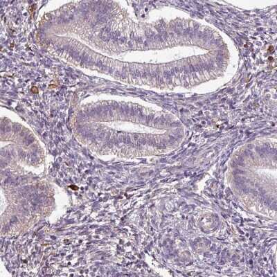 Immunohistochemistry-Paraffin: Apolipoprotein C1 Antibody [NBP2-49010] - Staining of human endometrium shows very weak granular cytoplasmic positivity in glandular cells.