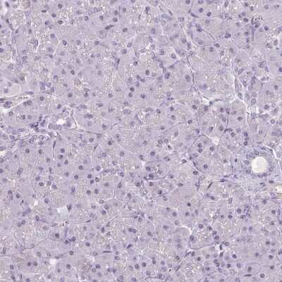 Immunohistochemistry-Paraffin: Apolipoprotein C1 Antibody [NBP2-49010] - Staining of human pancreas shows very weak granular cytoplasmic positivity in exocrine glandular cells.