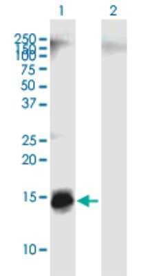 Western Blot: Apolipoprotein C4 Antibody [H00000346-B01P] - Analysis of APOC4 expression in transfected 293T cell line by APOC4 polyclonal antibody.  Lane1:APOC4 transfected lysate(13.97 KDa). Lane2:Non-transfected lysate.
