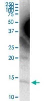 Western Blot Apolipoprotein C4 Antibody - Azide and BSA Free