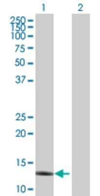 Western Blot: Apolipoprotein C4 Antibody [H00000346-D01P] - Analysis of APOC4 expression in transfected 293T cell line by APOC4 polyclonal antibody.Lane 1: APOC4 transfected lysate(14.60 KDa).Lane 2: Non-transfected lysate.