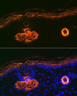 Immunohistochemistry: Apolipoprotein CIII Antibody (3T7Y5) [NBP3-16093] - Immunofluorescence analysis of mouse liver using Apolipoprotein CIII Rabbit mAb (NBP3-16093) at dilution of 1:100 (40x lens). Blue: DAPI for nuclear staining.