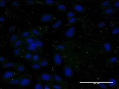 Immunocytochemistry/Immunofluorescence: Apolipoprotein CIII Antibody (8H7) [H00000345-M06] - Analysis of monoclonal antibody to APOC3 on HeLa cell. Antibody concentration 10 ug/ml