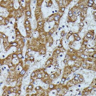 Immunohistochemistry-Paraffin Apolipoprotein CIII Antibody - Azide and BSA Free