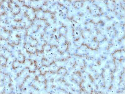 Immunohistochemistry-Paraffin: Apolipoprotein D Antibody (APOD/3412) [NBP3-08417] - Formalin-fixed, paraffin-embedded human liver stained with Apolipoprotein D Mouse Monoclonal Antibody (APOD/3412).