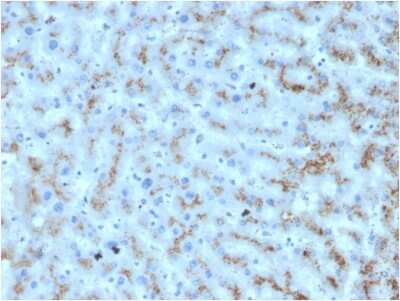 Immunohistochemistry-Paraffin: Apolipoprotein D Antibody (APOD/3412) [NBP3-08417] - Formalin-fixed, paraffin-embedded human liver stained with Apolipoprotein D Mouse Monoclonal Antibody (APOD/3412).