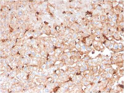 Immunohistochemistry-Paraffin: Apolipoprotein D Antibody (APOD/3414) [NBP3-08437] - Formalin-fixed, paraffin-embedded human liver stained with Apolipoprotein D Mouse Monoclonal Antibody (APOD/3414).