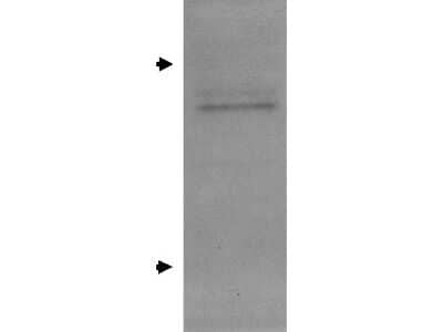 Western Blot: Apolipoprotein E/ApoE Antibody [NB400-158] - Lane 1: rat glial whole cell lysate. Load: 40 ug per lane. Primary antibody: Apolipoprotein E antibody at 1:1000 for overnight at 4C. Secondary antibody: HRP rabbit secondary antibody at 1:200 for 45 min at RT. Block: 3%BLOTTO overnight at 4C. Predicted/Observed size: 36 kDa, 35-36 kDa for APO-E. MW markers arrows at 25kDa and 37kDa. Other band(s): 55kDa.