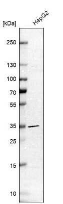 Western Blot: Apolipoprotein E/ApoE Antibody [NBP2-49565] - Analysis in human cell line HepG2.