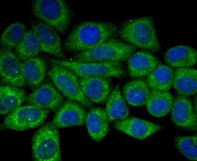 Immunocytochemistry/Immunofluorescence: Apolipoprotein E R2/ApoE R2 Antibody [NBP2-76911] - ICC staining ApoER2 in HepG2 cells (green). The nuclear counter stain is DAPI (blue). Cells were fixed in paraformaldehyde, permeabilised with 0.25% Triton X100/PBS.