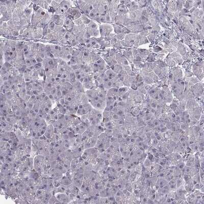 Immunohistochemistry-Paraffin: Apolipoprotein E R2/ApoE R2 Antibody [NBP2-62680] - Staining of human pancreas shows no positivity in exocrine glandular cells as expected.