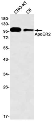 Western Blot: Apolipoprotein E R2/ApoE R2 Antibody (S03-1H8) [NBP3-19571] - Western blot detection of Apolipoprotein E R2/ApoE R2 in CHO-K1, C6 cell lysates using NBP3-19571 (1:500 diluted). Predicted band size: 106kDa. Observed band size: 130106kDa.