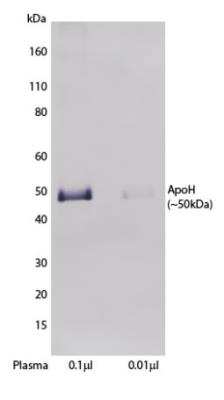 Western Blot: Apolipoprotein H/ApoH Antibody (H219) [NBP3-18286] - Detection of human Apolipoprotein H/ApoH with NBP3-18286 in Western blot. Human plasma (0.1 ul and 0.01 ul) in SDS sample buffer were denatured at 70C for 10 minutes and run on SDS-page / Western blot. Apolipoprotein H/ApoH was detected using 1 ug/ml H219 (biotinylated) followed by SA-ALP and BCIP/NBT-plus substrate.