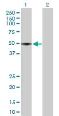 Western Blot: Apolipoprotein H/ApoH Antibody [H00000350-B01P] - Analysis of APOH expression in transfected 293T cell line by APOH polyclonal antibody.  Lane 1: APOH transfected lysate(37.95 KDa). Lane 2: Non-transfected lysate.