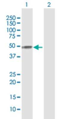 Western Blot: Apolipoprotein H/ApoH Antibody [H00000350-D01P] - Analysis of APOH expression in transfected 293T cell line by APOH polyclonal antibody.Lane 1: APOH transfected lysate(38.30 KDa).Lane 2: Non-transfected lysate.