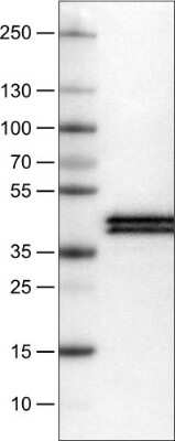 Western Blot: Apolipoprotein L1 Antibody (CL0170) [NBP2-52870] - Lane 1: Marker [kDa], Lane 2: Human plasma