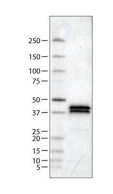 Western Blot Apolipoprotein L1 Antibody (CL0171)