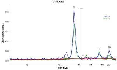 Simple Western: Apolipoprotein L1 Antibody [NBP1-89033] - Electropherogram image(s) of corresponding Simple Western lane view. Apolipoprotein L1 antibody was used at 1:30 dilution on RT-4 and U-251MG sp lysates(s).