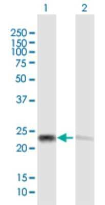 Western Blot: Apolipoprotein L1 Antibody [H00008542-B01P] - Analysis of APOL1 expression in transfected 293T cell line by APOL1 polyclonal antibody.  Lane 1: APOL1 transfected lysate(26.18 KDa). Lane 2: Non-transfected lysate.