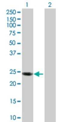 Western Blot: Apolipoprotein L1 Antibody [H00008542-D01P] - Analysis of APOL1 expression in transfected 293T cell line by APOL1 polyclonal antibody.Lane 1: APOL1 transfected lysate(26.00 KDa).Lane 2: Non-transfected lysate.