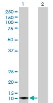 Western Blot: Apolipoprotein L4 Antibody [H00080832-B01P] - Analysis of APOL4 expression in transfected 293T cell line by APOL4 polyclonal antibody.  Lane 1: APOL4 transfected lysate(11.77 KDa). Lane 2: Non-transfected lysate.