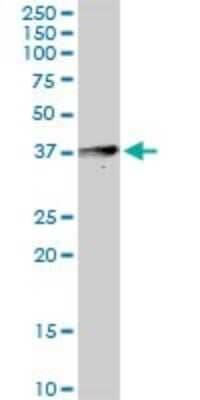 Western Blot: Apolipoprotein L4 Antibody [H00080832-D01P] - Analysis of APOL4 expression in human liver.