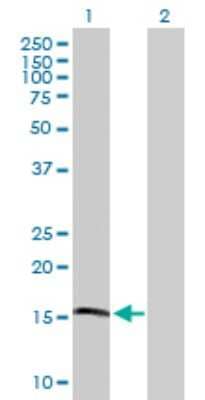 Western Blot: Apolipoprotein L4 Antibody [H00080832-D01P] - Analysis of APOL4 expression in transfected 293T cell line by APOL4 polyclonal antibody.Lane 1: APOL4 transfected lysate(11.30 KDa).Lane 2: Non-transfected lysate.