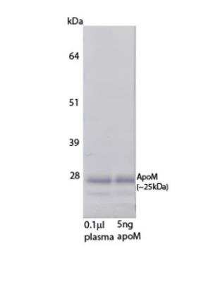Western Blot: Apolipoprotein M/ApoM Antibody (M5) [NBP3-18287] - Detection of human Apolipoprotein M/ApoM with NBP3-18287 in Western blot. 0.1 ul human plasma and 5ng purified apoM in SDS sample buffer were denatured at 70C for 10 minutes and run on SDS-page / Western blot. Apolipoprotein M/ApoM was detected using 2 ug/ml M5 (biotinylated) followed by SA-ALP and BCIP/NBT-plus substrate.