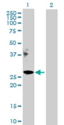 Western Blot: Apolipoprotein M/ApoM Antibody [H00055937-D01P] - Analysis of APOM expression in transfected 293T cell line by APOM polyclonal antibody.Lane 1: APOM transfected lysate(21.30 KDa).Lane 2: Non-transfected lysate.