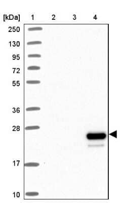 Western Blot Apolipoprotein M/ApoM Antibody - BSA Free
