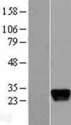Western Blot Apolipoprotein M/ApoM Overexpression Lysate