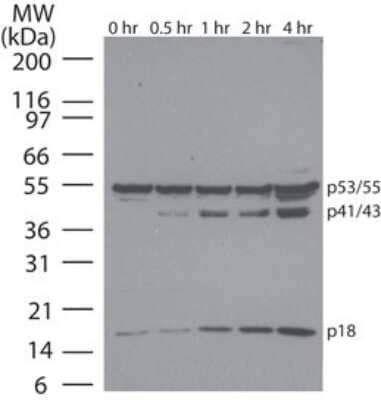 <b>Biological Strategies Validation. </b>Western Blot: Apoptosis Detection Antibody Pack [NBP2-25080] - Analysis of Caspase-8 in Jurkat cells using at 1 ug/ml. Cells were treated with 2 uM staurosporine for different time periods. Caspase-8 activation is detected in western blot by the presence of Caspase-8 cleavage fragments. The antibody detected both pro (full-length) and active (cleaved) Caspase-8, depending on the treatment time points. A basal level of endogenously cleaved Caspase-8 can be see in untreated Jurkat cells. this antibody was used in this test.