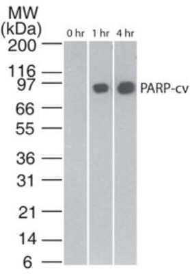 Western Blot: Apoptosis Detection Antibody Pack [NBP2-25080] - Analysis of cleaved PARP in staurosporin-treated Jurkat cells at various time points, using at 2 ug/ml. The band corresponding to cleaved PARP is only seen in the treated samples. anti-mouse Ig HRP conjugate was used in this test.