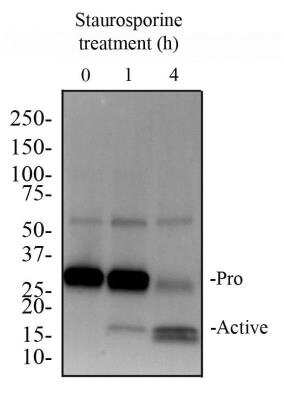 Western Blot: Apoptosis Detection Antibody Pack [NBP2-25080] - Image of anti-Caspase 3 (31A1067). Whole cell protein from Jurkat cells treated with and without 2 uM staurosporine as indicated was separated on a 4-15% gel by SDS-PAGE, transferred to 0.2 um PVDF membrane and blocked in 5% non-fat milk in TBST. The membrane was probed with 5 ug/ml anti-Caspase 3 (NB100-56708) in 1% milk, and detected with an anti-mouse HRP secondary antibody using a Femto sensitivity chemiluminescence reagent. Note the detection of both pro-caspase 3 at 35 kDa and the cleaved active caspase 3 at 15-17 kDa.