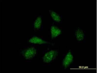 Immunocytochemistry/Immunofluorescence: Apoptosis enhancing nuclease Antibody [H00064782-B01P] - Analysis of purified antibody to ISG20L1 on HeLa cell. (antibody concentration 10 ug/ml)