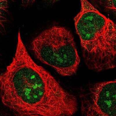 Immunocytochemistry/Immunofluorescence: Apoptosis enhancing nuclease Antibody [NBP2-14272] - Staining of human cell line U-2 OS shows localization to nucleus & nucleoli. Antibody staining is shown in green.