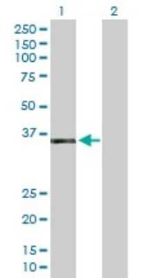 Western Blot: Apoptosis enhancing nuclease Antibody [H00064782-B01P] - Analysis of AEN expression in transfected 293T cell line by AEN polyclonal antibody.  Lane 1: ISG20L1 transfected lysate(35.75 KDa). Lane 2: Non-transfected lysate.