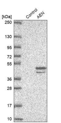 Western Blot: Apoptosis enhancing nuclease Antibody [NBP2-14272] - Analysis in control (vector only transfected HEK293T lysate) and AEN over-expression lysate (Co-expressed with a C-terminal myc-DDK tag (~3.1 kDa) in mammalian HEK293T cells).