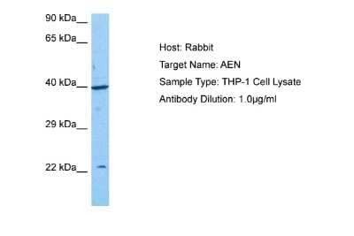Western Blot: Apoptosis enhancing nuclease Antibody [NBP2-87016] - Host: Rabbit. Target Name: AEN. Sample Tissue: THP-1 Whole Cell lysates. Antibody Dilution: 1.0ug/ml