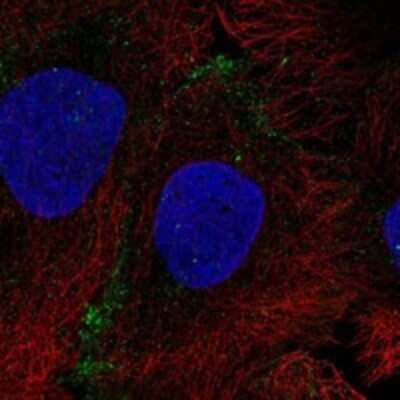 Immunocytochemistry/Immunofluorescence: Aquaporin-10 Antibody [NBP3-17803] - Staining of human cell line HaCaT shows localization to plasma membrane.